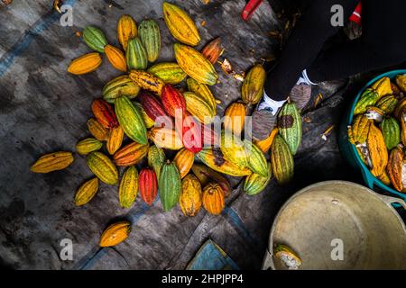 Auf einer traditionellen Kakaofarm in Cuernavaca, Cauca, Kolumbien, werden reife Kakaoschoten gestapelt. Stockfoto