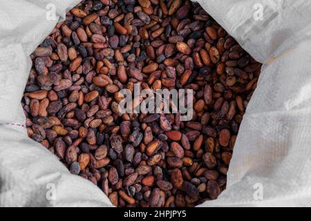 Getrocknete Kakaobohnen werden in einer Plastiktüte in der handwerklichen Schokoladenherstellung in Cuernavaca, Cauca, Kolumbien, gelagert. Stockfoto