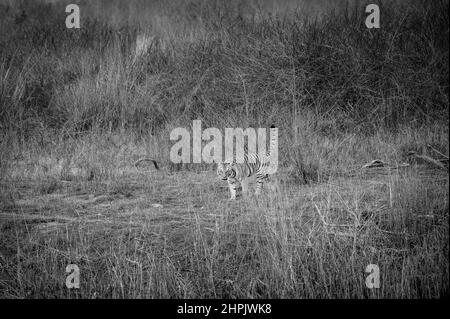 Aggressive wilde weibliche Tiger Kopf auf und Schwanz in schwarz-weißen Hintergrund am Wald der dhikala Zone jim corbett Nationalpark oder Tiger Reserve Stockfoto