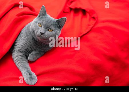 Eine graue Katze auf einem roten Karo. Ein Haustier. Ein Artikel über Katzen. Britische Katze. Speicherplatz Kopieren Stockfoto
