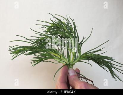 agretti (wissenschaftlicher Name Salsola soda aka als gegenblättrige Salzwürze, russische Distel oder barilla-Pflanze) Gemüse vegetarische Nahrung Stockfoto
