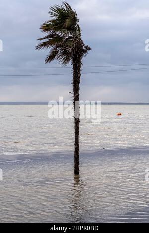 Einstehende Palme, die während einer Flut in Verbindung mit dem Sturm Franklin in Southend on Sea, Essex, Großbritannien, im Hochwasserwasser steht. Stockfoto