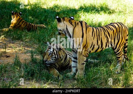 Der Tiger auf dem Rasen Stockfoto