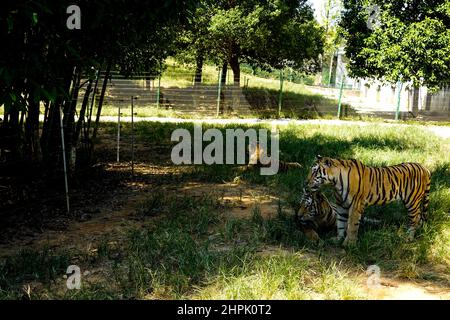 Der Tiger auf dem Rasen Stockfoto