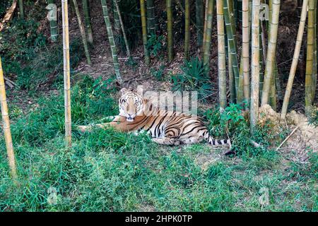 Der Tiger auf dem Rasen Stockfoto