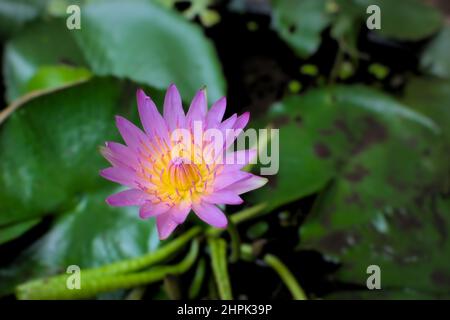 Seerose in rosa violetter Farbe mit verschwommenem Hintergrund von Blättern mit Platz für Text. Selektiver Fokus verwendet. Stockfoto