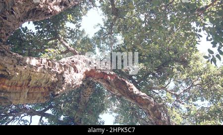 Großer Korkbaum oder großer Korkholzstamm, Äste und Baldachin Laub von unten, Blattansicht aus tiefem Winkel. Bewachsener Wald oder Wald, unter üppigem Grün von riesigen riesigen Pflanzen. Grüne Blätter im Sonnenlicht. Stockfoto