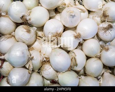 Weiße Zwiebeln auf der Theke im Laden, Nahaufnahme. Stockfoto