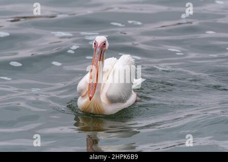 Great White Pelican in Walvis Bay, Namibia Stockfoto