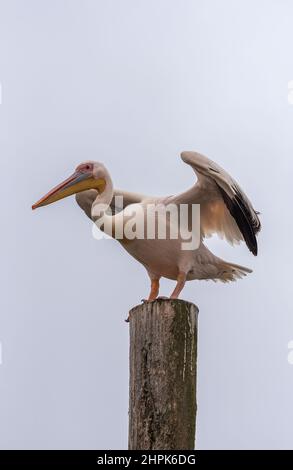 Great White Pelican in Walvis Bay, Namibia Stockfoto