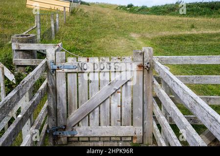 No Dogs Schild an einem Tor, das zu Weideland an der Küste auf Unst, Shetland, führt. Stockfoto