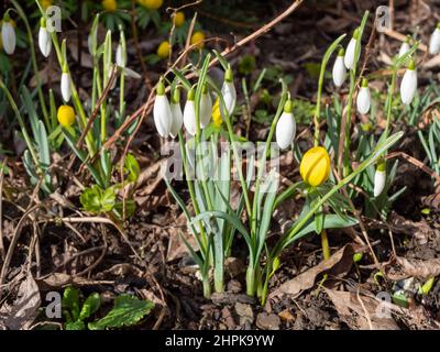 Schneeglöckchen und Winterlinge erwachen im Frühling Stockfoto