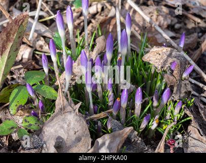 Krokusse erwachen im Frühjahr im Garten Stockfoto