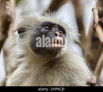 Red Colobus Affen Colombus Pennanti eine leicht näherte sich aber selten Primas in der Jozani Forest Reserve in Zanzibar-Ostafrika Stockfoto