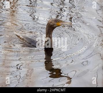 Kormoran Phalacrocorax carbo, das von einem Tauchgang mit begrenzter Wasserabweisung von Federn im Vergleich zu anderen Tauchervögeln - Somerset UK - auftaucht Stockfoto