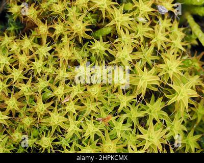 Tortula oder Syntrichia ruralis Moos bekannt als Star Moos Twisted Moss oder Golden Dune Moos bildet attraktive goldene Kissen auf flachem Boden - Somerset UK Stockfoto