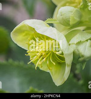 Attraktive grüne Blüten der korsischen Hellebore H corsicus oder Argutifolius blühen im späten Winter und frühen Frühjahr - UK Stockfoto