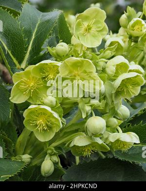 Attraktive grüne Blüten der korsischen Hellebore H corsicus oder Argutifolius blühen im späten Winter und frühen Frühjahr - UK Stockfoto
