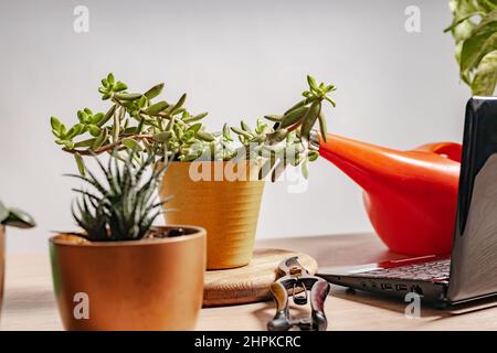 Heimpflanzen in Töpfen, Zubehör für den Heimgardenbau. Stillleben auf grauem Hintergrund Stockfoto