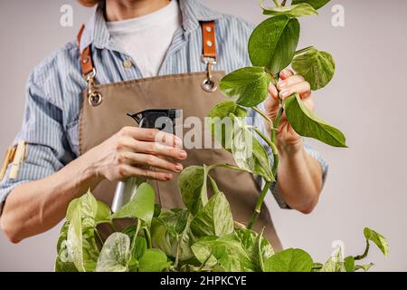 Eine nicht erkennbare Person kümmert sich um eine Hauspflanze. Heims- und Gartenbau. Anmutige schöne weibliche Hände Gießanlage. Häusliches Leben und ho Stockfoto