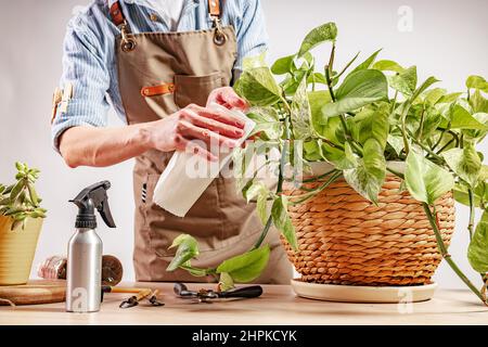 Eine nicht erkennbare Person kümmert sich um eine Hauspflanze. Heims- und Gartenbau. Anmutige schöne weibliche Hände. Häusliches Leben und Hobbys Konzept. Stockfoto