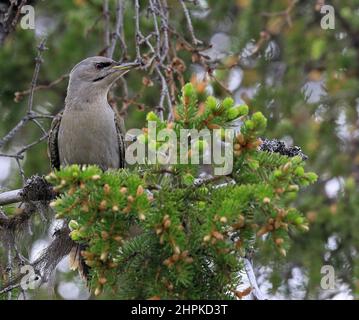 Graukopfspecht, Picus canus weiblich auf Fichtenzweig mit Knospen Stockfoto