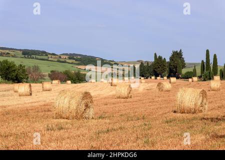 Frisch gerollte Heuballen auf kultivierten toskanischen Hügeln im Sommer. Italien Stockfoto