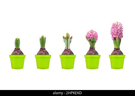 Wachstumsphasen einer rosa Hyazinthe von der Blumenzwiebel bis zur blühenden Blume isoliert auf weißem Hintergrund Stockfoto