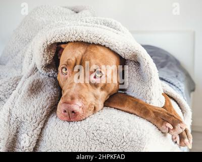 Liebenswerte, hübsche Welpen von brauner Farbe. Nahaufnahme Stockfoto