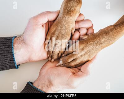 Männliche Hände mit Hundepfoten. Nahaufnahme, Innenbereich Stockfoto