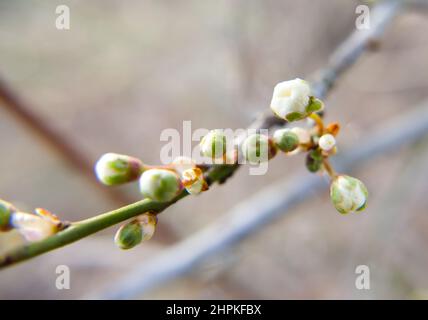 Nahaufnahme der noch dicht geschlossenen Blütenknospen der Kirschpflaumenblüte im Februar, wobei sich eine Knospe zu öffnen beginnt. Lateinischer Name: Prunus cerasifera. Stockfoto