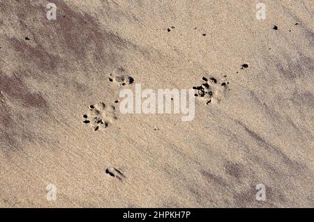 Hundepfote druckt im Sand. Whitby, Yorkshirepaw Stockfoto