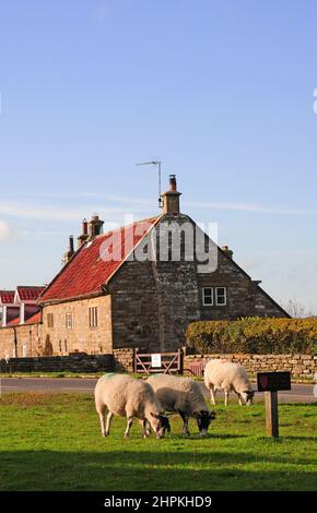 Schafe weiden im Dorf Goathland, Yorkshire. Stockfoto