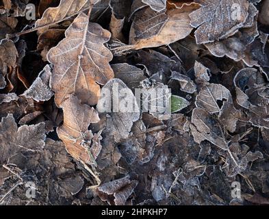 Frostige Blätter, creat Muster an einem kalten Wintermorgen Stockfoto