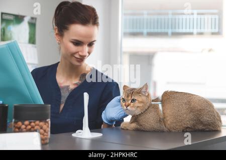 Tierarzt streichelte Katze an der Rezeption. Katze zum Vet bringen, Stress bei Katzen reduzieren Stockfoto