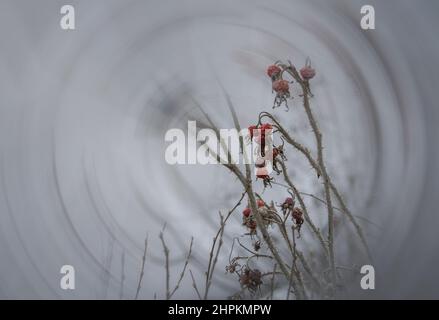 Trockene Winterrote Beeren auf einem stacheligen Zweig. Pflanzen in der Natur. Dornige Äste. Die roten Beeren der Hagebutten. Stockfoto