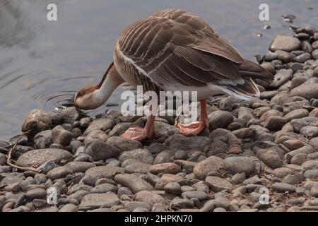 Schwanengans, Anser cygnoides genannt. Eine große Gans mit einem natürlichen Brutgebiet im Inneren der Mongolei, im nördlichsten China und im Südosten Russlands. Stockfoto