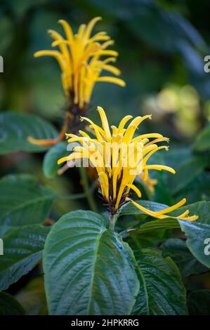 Blüte der gelben jacobinia-Tropenpflanze Justicia aurea aus Mittelamerika aus nächster Nähe Stockfoto