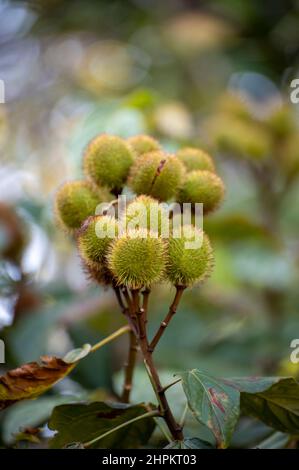 Bixa orellana oder Achiote-Pflanze, Quelle von Annato, natürliche orange-rote Würze für Lebensmittelfarben, Körperfarbe, Gewürz Stockfoto