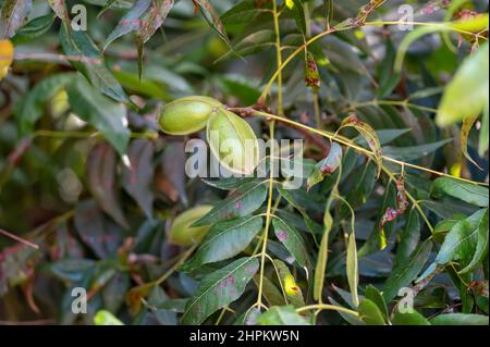 Grüne Pekannüsse reifen auf Plantagen von Pekannüssen auf Zypern in der Nähe von Paphos Stockfoto