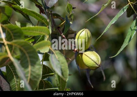 Grüne Pekannüsse reifen auf Plantagen von Pekannüssen auf Zypern in der Nähe von Paphos Stockfoto