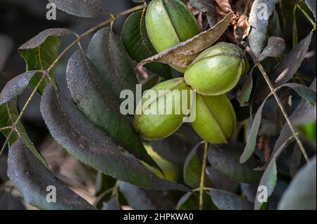 Grüne Pekannüsse reifen auf Plantagen von Pekannüssen auf Zypern in der Nähe von Paphos Stockfoto
