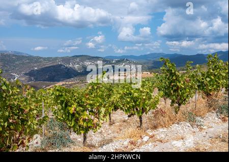 Weinbauindustrie auf der Insel Zypern, Blick auf zypriotische Weinberge mit wachsenden Weinpflanzen an den Südhängen des Troodos-Gebirges Stockfoto