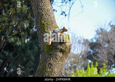 Eichhörnchen auf einem Baum im Park Stockfoto