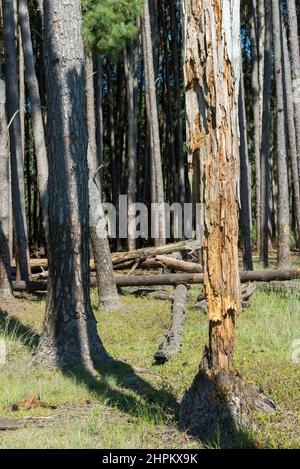 Details der Baumstämme in einem Pinienwald, San Gregorio de Polanco, Tacuarembo, Uruguay. Stockfoto