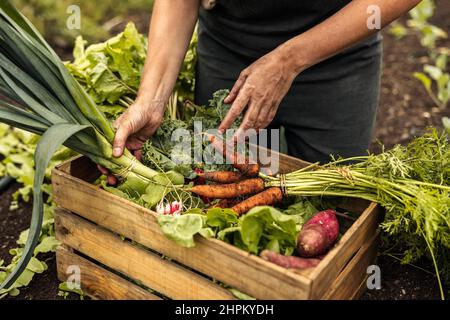 Gemüsehändler, der frisch gepflückte Produkte in einer Kiste auf einem Bio-Bauernhof anordnet. Selbstnachhaltige Bäuerin, die eine Vielzahl von frischen vegetab sammelt Stockfoto
