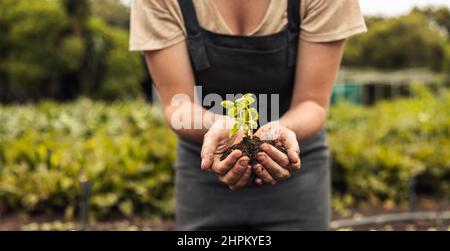 Nicht erkennbare Frau, die einen grünen Keimling hält, der im Boden wächst. Anonyme Biobauerin, die eine junge Pflanze in ihrem Garten beschützt. Nachhaltige FEM Stockfoto