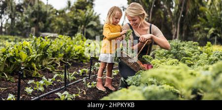 Lächelnde junge Mutter, die mit ihrer Tochter frischen Grünkohl zusammenbrachte. Glückliche alleinerziehende Mutter pflückt frisches Gemüse aus einem Bio-Garten. Selbstnachhaltiges fam Stockfoto