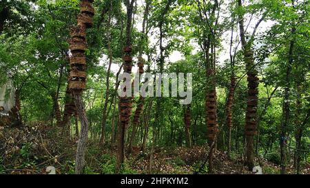 Künstlicher Anbau von CAUlis dendrobii Stockfoto