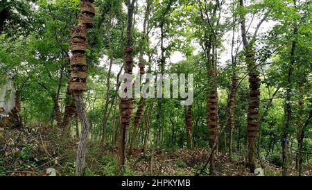 Künstlicher Anbau von CAUlis dendrobii Stockfoto